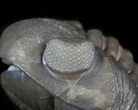 Wide Enrolled Eldredgeops Trilobite - Silica Shale #40695-2
